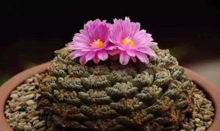 多肉植物哪种好养活（容易养活的多肉植物有哪些）