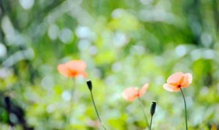 唯美心情短语（花语的句子唯美心情短语）