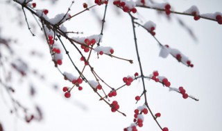 春节下雪的诗句（春节下雪的诗句四句诗）