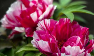 梦见野花什么意思 做梦梦见野花