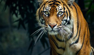 关于虎的诗句 关于虎的诗句有哪些