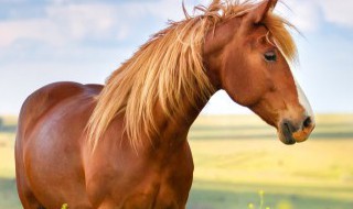 如何给你的马配置西部马鞍 马怎么安马鞍