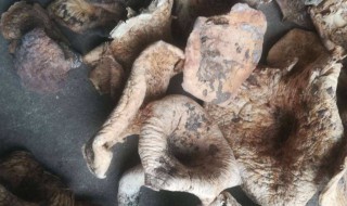 新鲜松树菌怎么保存 新鲜松树菌怎样保存