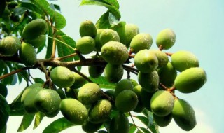 油橄榄和橄榄的区别 橄榄果和橄榄油的区别