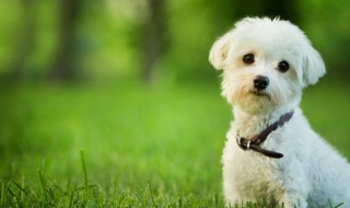 好听可爱宠物泰迪名字大全（泰迪狗可爱的名字大全）