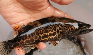 苏虎鱼跟印尼虎区别（印尼虎鱼好还是苏虎好）