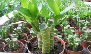 富贵竹的养殖方法和注意事项有哪些 富贵竹的养殖方法与注意事项