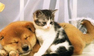 寓意宠物吉祥的名字难得珍贵（宠物名字吉祥如意）