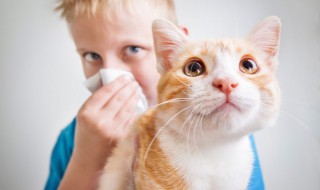 女神般高雅宠物猫咪名字大全颜值担当