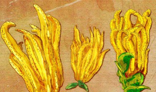 佛手和佛手柑的区别（佛手柑为什么叫佛手柑）