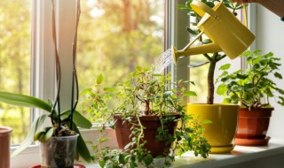 客厅植物展示风水 客厅植物摆放位置风水