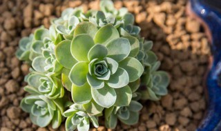 翡翠玫瑰怎么养（玻璃翠玫瑰花怎样养）