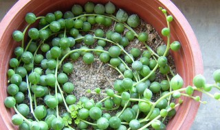 怎么养翡翠珠 翡翠珠怎么养活