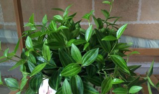 植物翡翠怎么养（植物翡翠怎么养护）