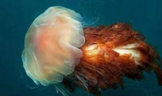 狮鬃水母的天敌是谁（狮鬃毛水母）
