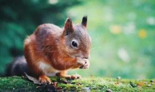 如何防止松鼠吃南瓜 老鼠吃不吃南瓜