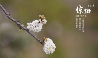 惊蛰可以种什么菜（惊蛰可以种什么菜瓜以及什么花）