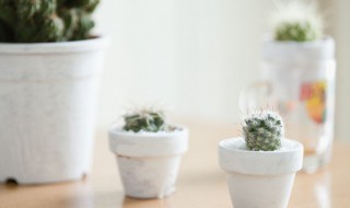 多肉植物品种名称大全（多肉植物品种名称大全图解）