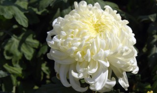 坟墓风水中火葬有哪些讲究 下葬出现什么现象说明墓地风水好