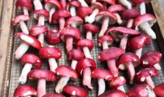 大红菌多少钱一斤（大红菌的价格）