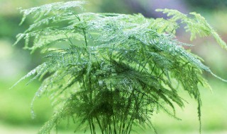 家里的云竹盆景该怎么养（云竹盆景的养殖方法）