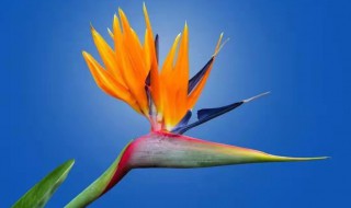 天堂鸟的养护方法（天堂鸟养护方式）