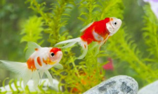 梦见会飞的鱼是什么意思（梦见鱼会飞是什么意思）