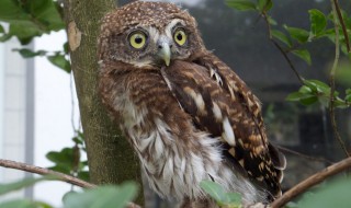 鸺鹠和猫头鹰的区别 猫头鹰和猫头鹰的区别