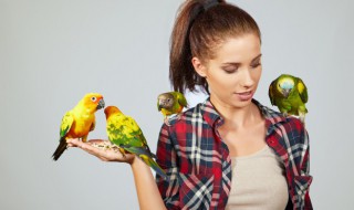 梦到小鸟 梦到小鸟飞到家里好吗