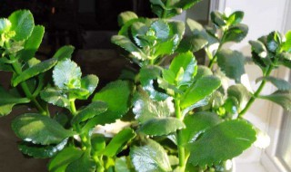 长寿花叶子发黄怎么办 刚买回来的长寿花叶子发黄怎么办