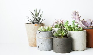 长寿花越养越小怎么办（长寿花叶子越养越小）