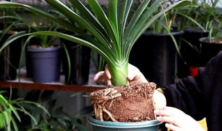 君子兰的根干瘪怎么补救 君子兰叶子干瘪怎么办