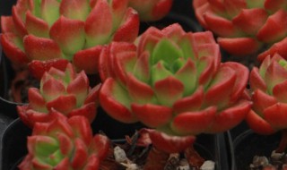 多肉植物蒂亚的养殖方法和注意事项 多肉蒂亚的养护和繁殖