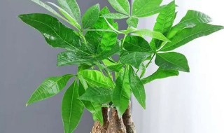 发财树春天怎么养才能长得茂盛（春天发财树怎么养才长得好）