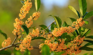 桂花树烂根怎么办 桂花树 掉叶 缺水还是烂根