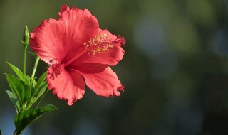 扶桑花怎么养殖方法 扶桑花的养殖方法和注意事项