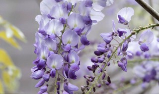 紫藤花的养殖方法和注意事项（紫藤花种植方法和注意事项）