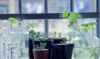 家里怎么养多肉植物（怎样养植物多肉）