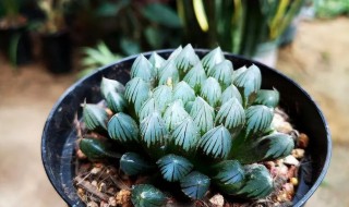 玉露干瘪了怎么办 玉露干瘪瘪的怎么回事