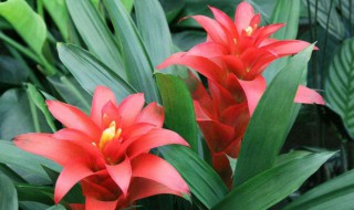 鸿运当头移植方法 鸿运当头花苗怎样移植