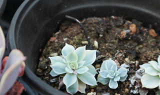 有毒的多肉植物有哪些（有毒的多肉植物有哪些品种）