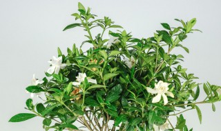 栀子花长得太高怎么办（栀子花长高了怎么办）