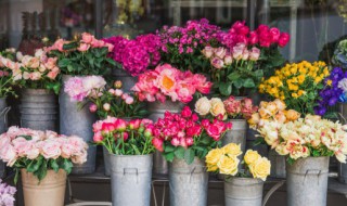 什么花香最持久又适合室内养（什么适合室内养花很香）