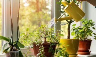 非洲茉莉为什么掉叶子（非洲茉莉掉叶子烂枝干）