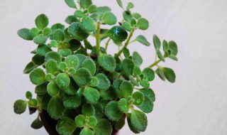 碰碰香怎么浇水（碰碰香怎么浇水施肥）