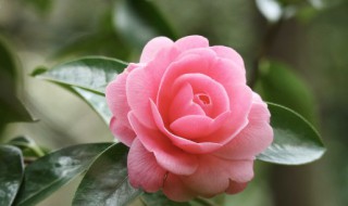 如何养花才能养得好 怎样养花好