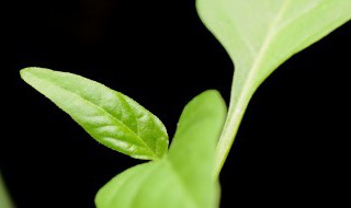 虎头茉莉冬季养护方法（虎头茉莉怎么过冬天）