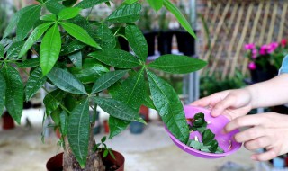 发财树怎么种才好 发财树如何栽种