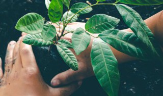 橡皮树怎么养才好 请问橡皮树怎么养