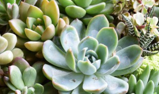 多肉植物的养殖技术（多肉的种植技术）